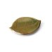 画像1: 【ta・ta・la　このは】柿の葉　織部</br>【ta・ta・la　KONOHA】Persimmon Leaf Plate Deep green (1)