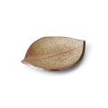 【ta・ta・la　このは】柿の葉　白唐津 【ta・ta・la　KONOHA】Persimmon Leaf Plate Shirokaratsu